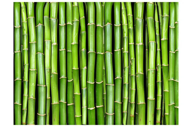 Fototapet Bamboo Wall 300x231 - Artgeist sp. z o. o. — Artgeist sp. z o. o.
