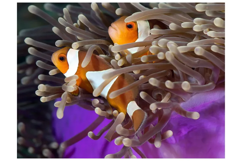 Fototapet Clownfish 350x270 - Artgeist sp. z o. o. — Artgeist sp. z o. o.