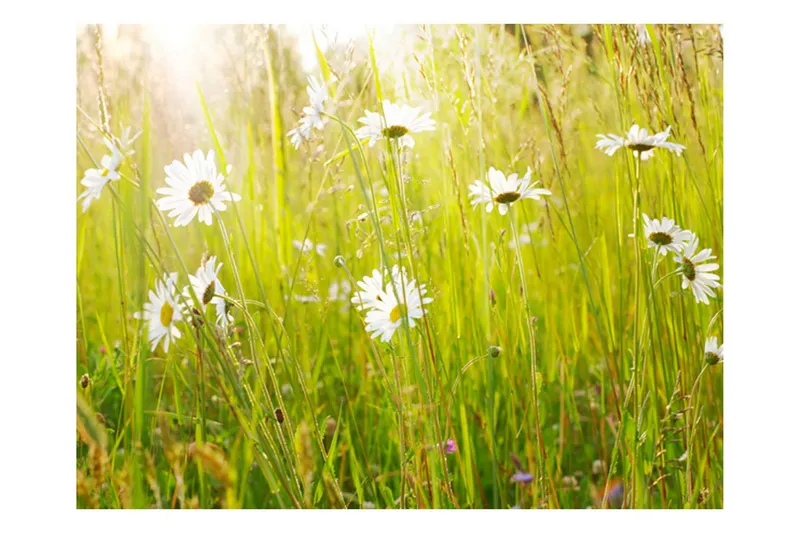 Fototapet Daisy Field 250x193 - Artgeist sp. z o. o. — Artgeist sp. z o. o.