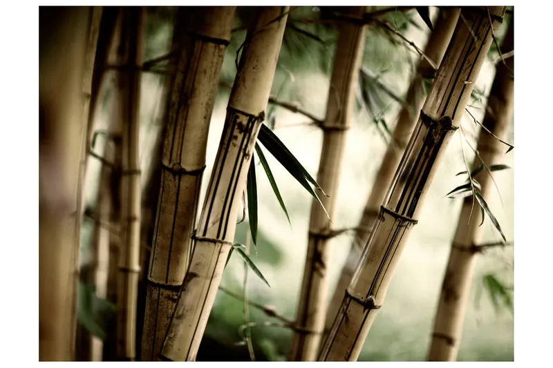 Fototapet Fog And Bamboo Forest 200x154 - Artgeist sp. z o. o. — Artgeist sp. z o. o.