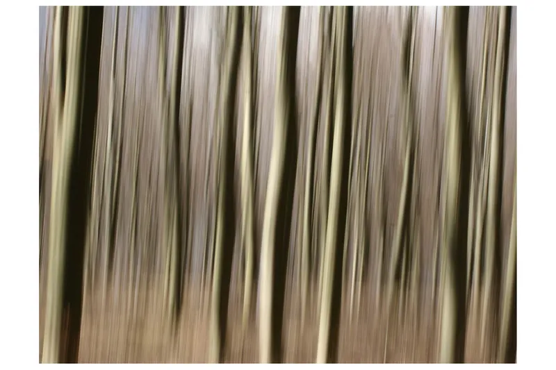 Fototapet Forest 350x270 - Artgeist sp. z o. o. — Artgeist sp. z o. o.