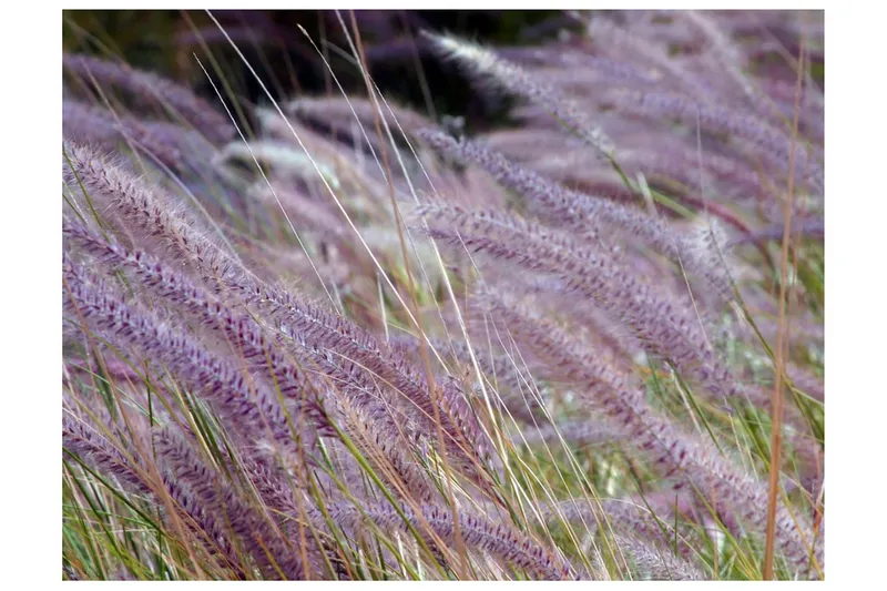 Fototapet Grönt Fält Och Lila Blommor 300x231 - Artgeist sp. z o. o. — Artgeist sp. z o. o.