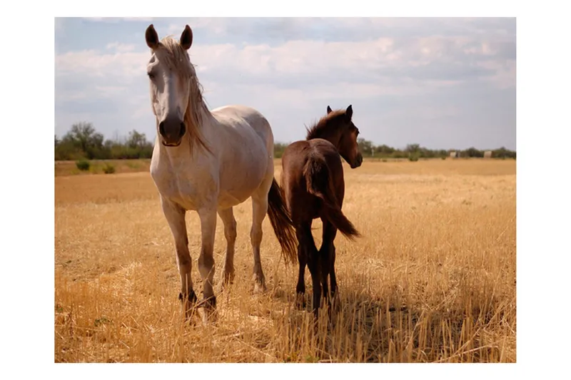 Fototapet Horse And Foal 400x309 - Artgeist sp. z o. o. — Artgeist sp. z o. o.
