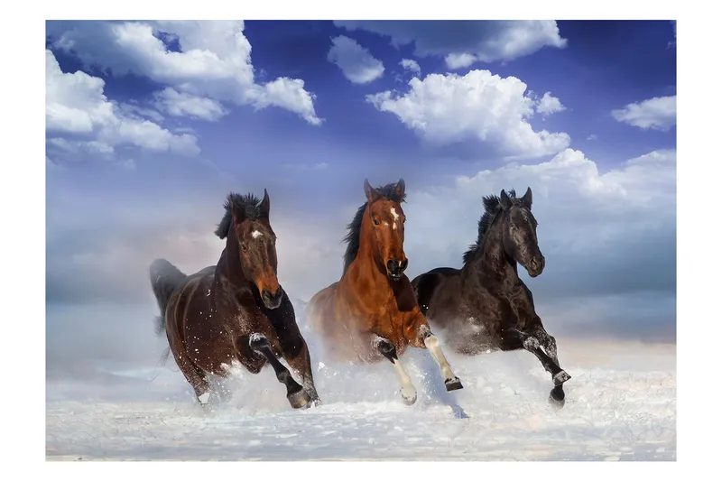 Fototapet Horses In The Snow 350x245 - Artgeist sp. z o. o. — Artgeist sp. z o. o.