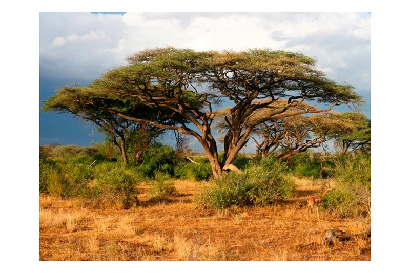 Fototapet Samburu National Reserve Kenya 250x193 - Artgeist sp. z o. o. (Art.nr 535736) — Artgeist sp. z o. o.