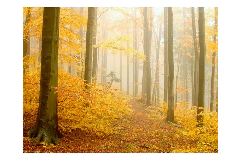 Fototapet Skog Höst 250x193 - Artgeist sp. z o. o. — Artgeist sp. z o. o.