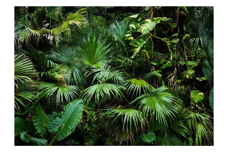 Fototapet Sunny Jungle 100x70 - Artgeist sp. z o. o. — Artgeist sp. z o. o.
