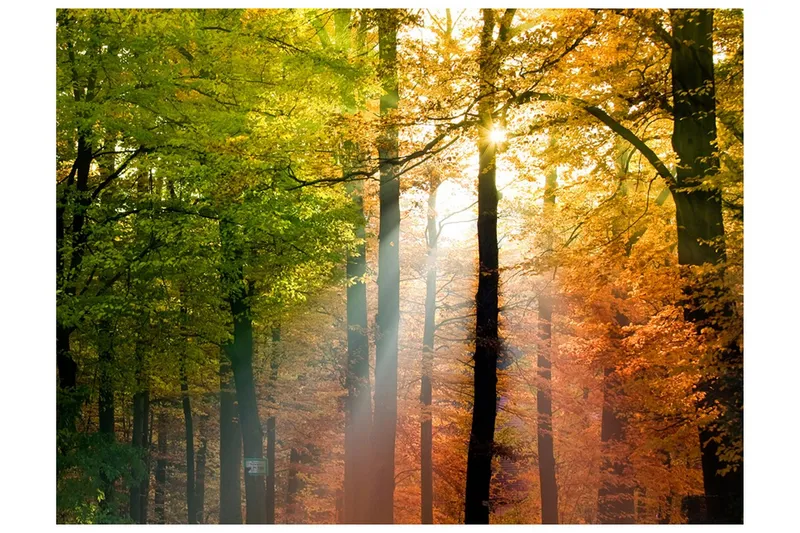 Fototapet Vacker Höst 250x193 - Artgeist sp. z o. o. — Artgeist sp. z o. o.