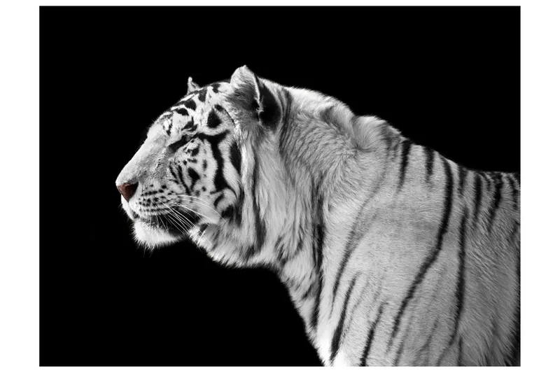 Fototapet Vit Tiger 250x193 - Artgeist sp. z o. o. — Artgeist sp. z o. o.