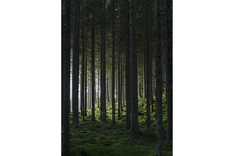 Poster Woods 50x70 cm - Svart/Grön — Venture Home