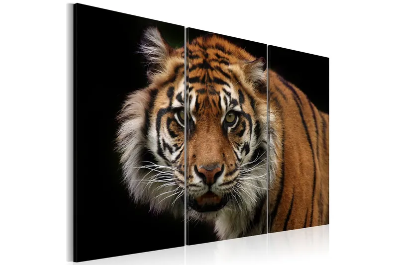 Tavla A Wild Tiger 60x40 - Artgeist sp. z o. o. — Artgeist sp. z o. o.