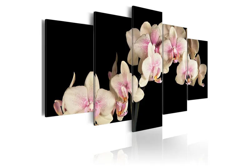 Tavla An Orchid On A Contrasting Background 200x100 - Artgeist sp. z o. o. — Artgeist sp. z o. o.