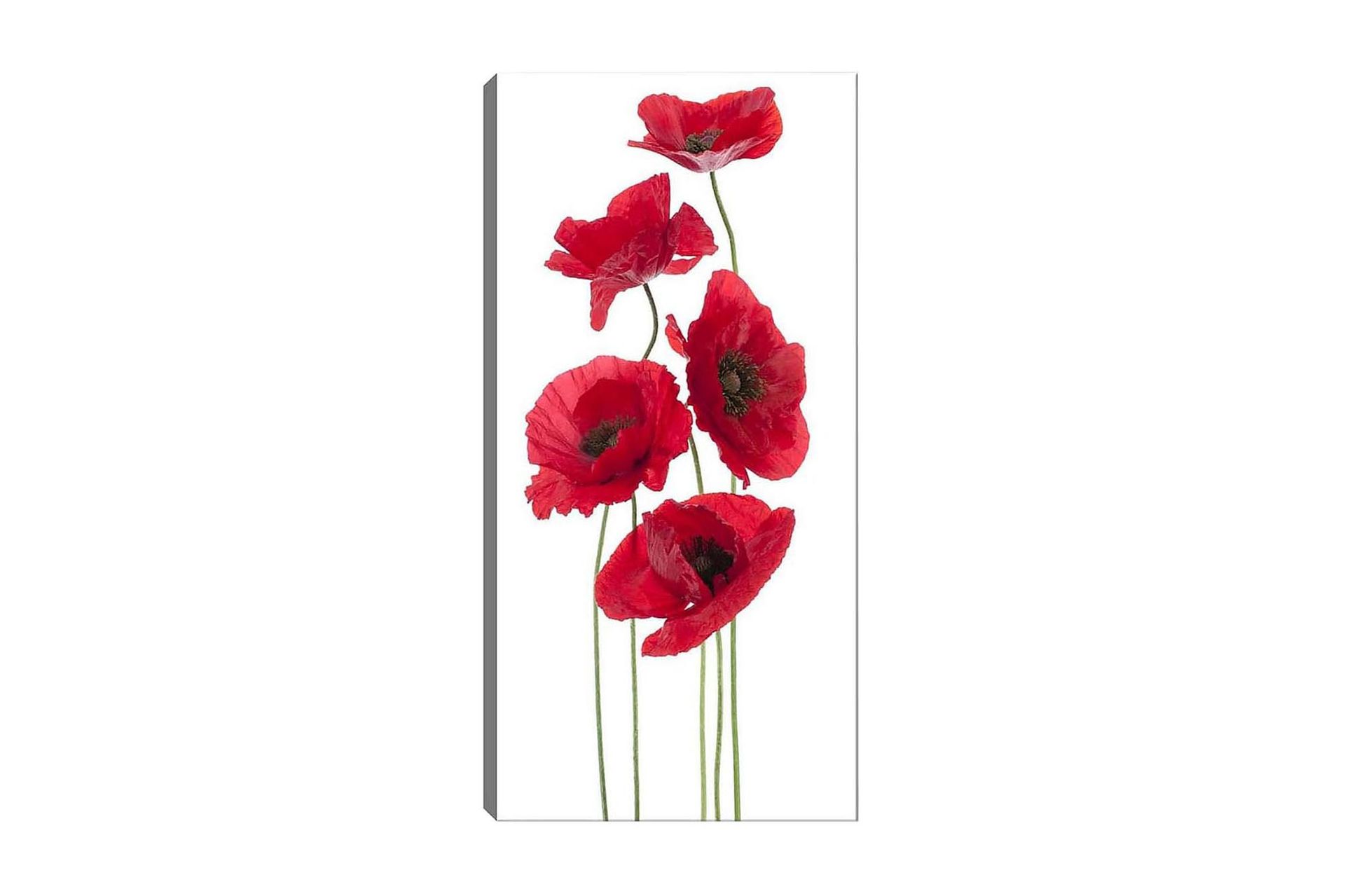 Canvastavla DKY Floral & Botanical Flerfärgad - 50x120 cm (Art.nr 1183973) — Chilli